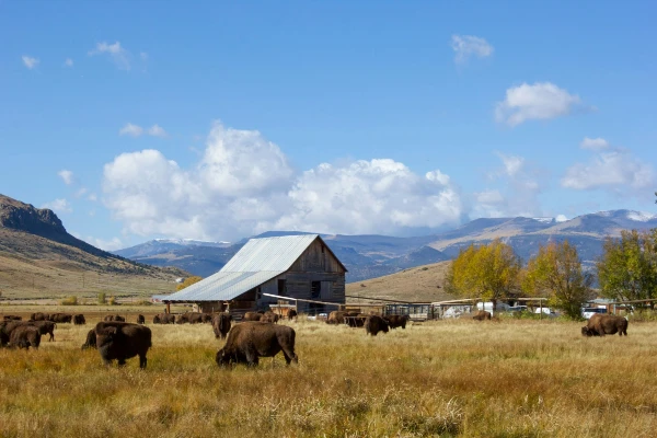 highwinds cattle company