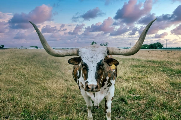 ranching done right